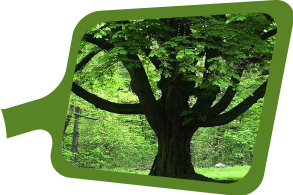 biyomimikri araştırmaları merkezi dayanıklı ağaç gövdeleri